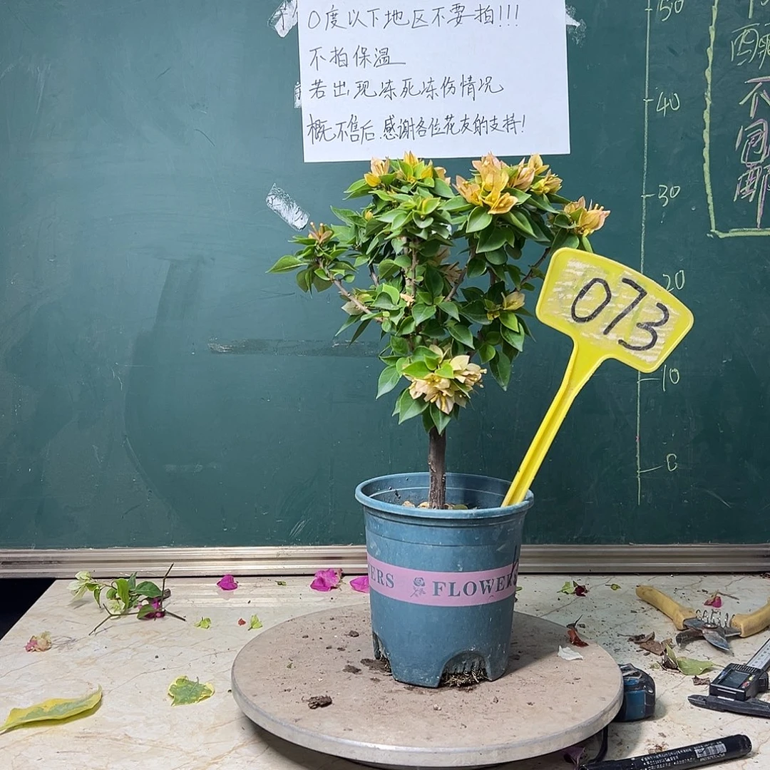 全部花苞塔黄073