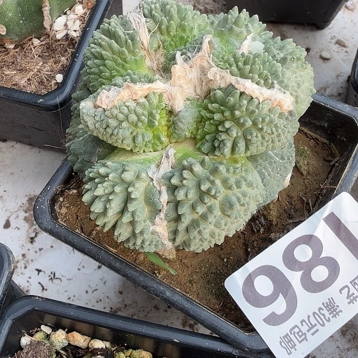 无花朵186大尤哥怒牡丹东三