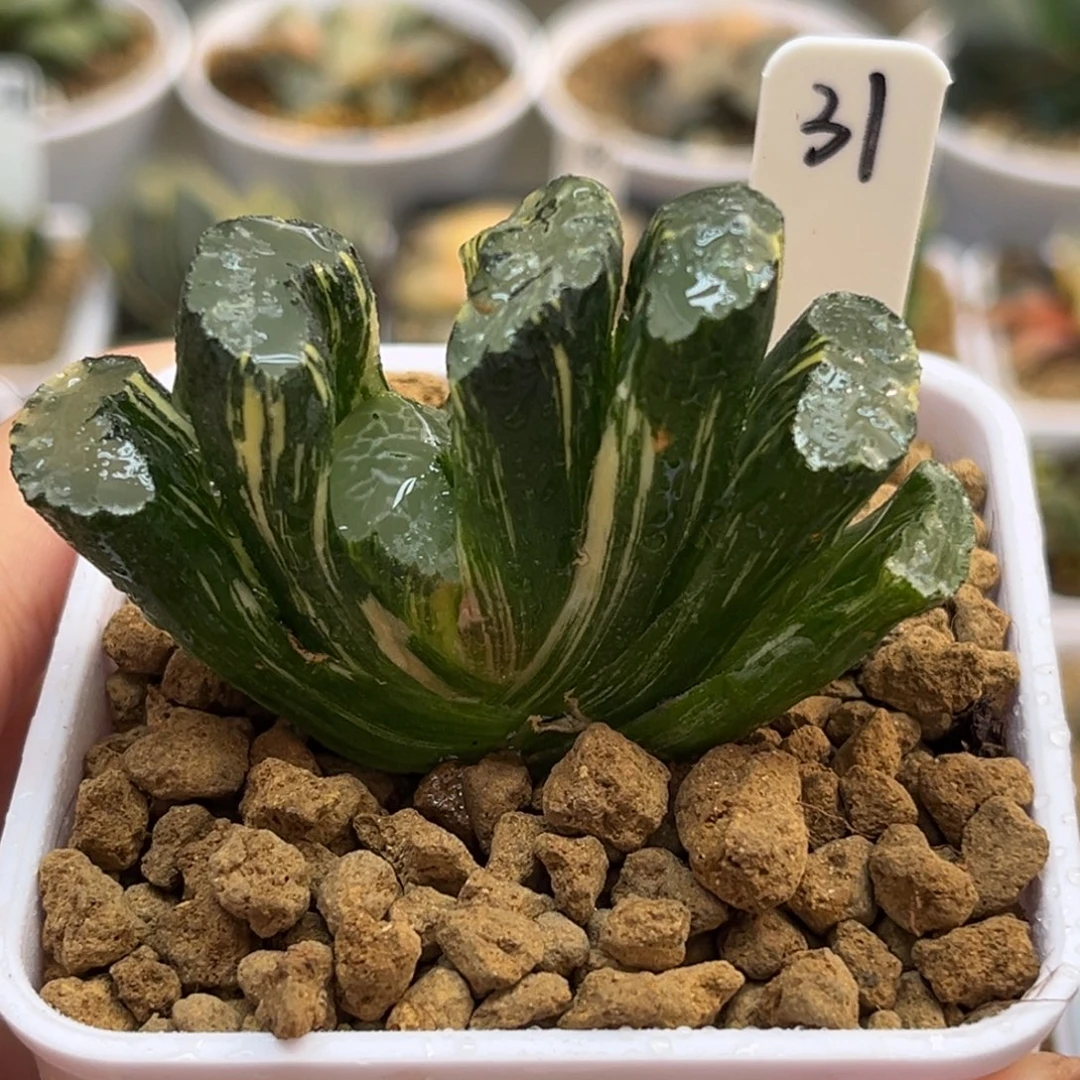 31北斋玉扇锦福利专场