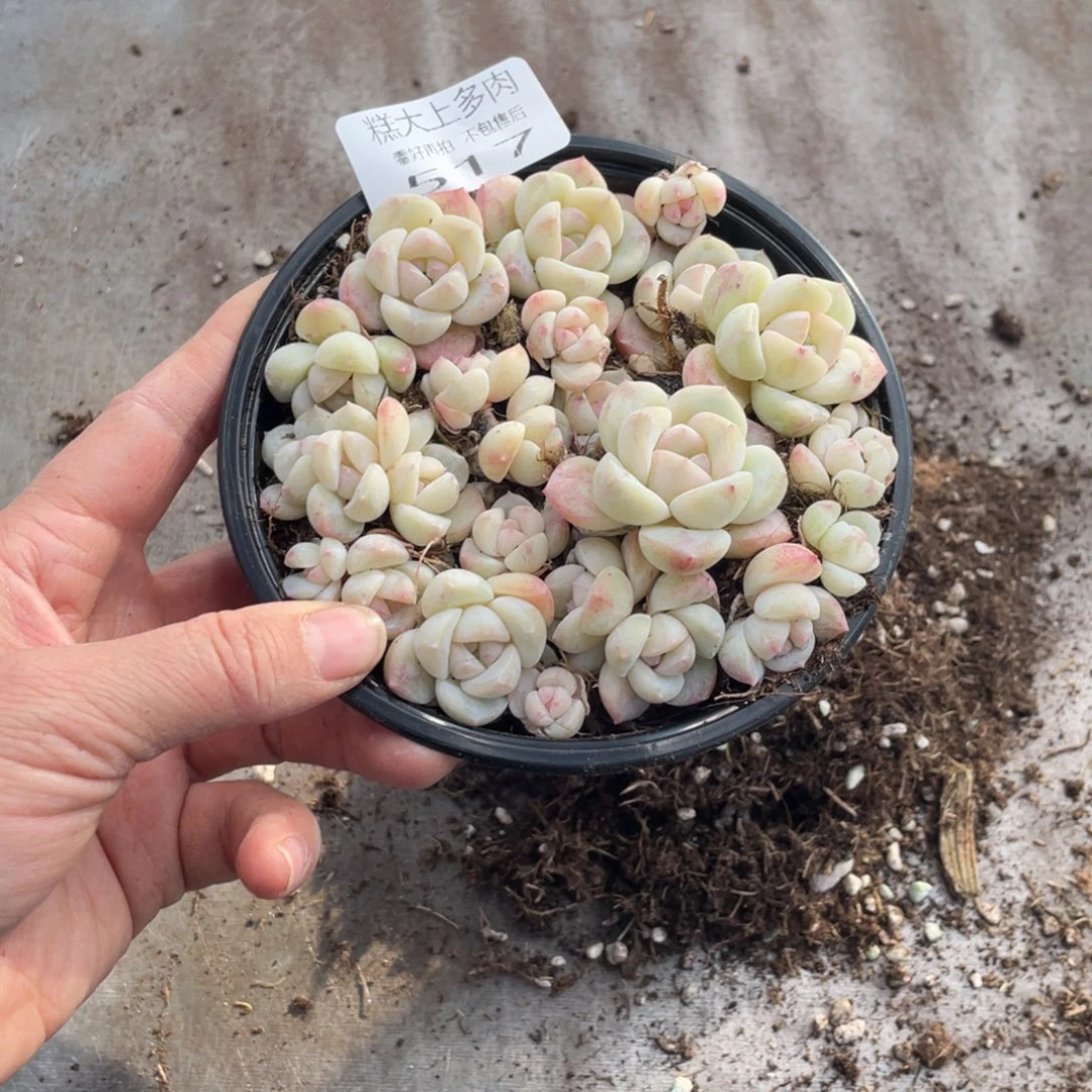 糕大上多肉植物517