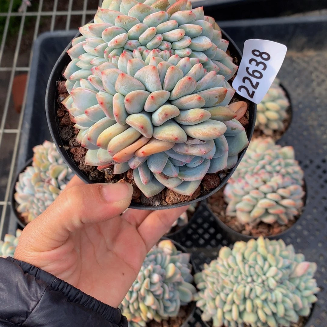 A****?22638缀嗯嗯嗯加油