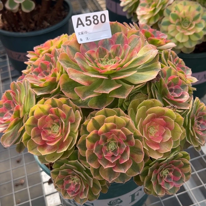 580雨荷22厘米左右