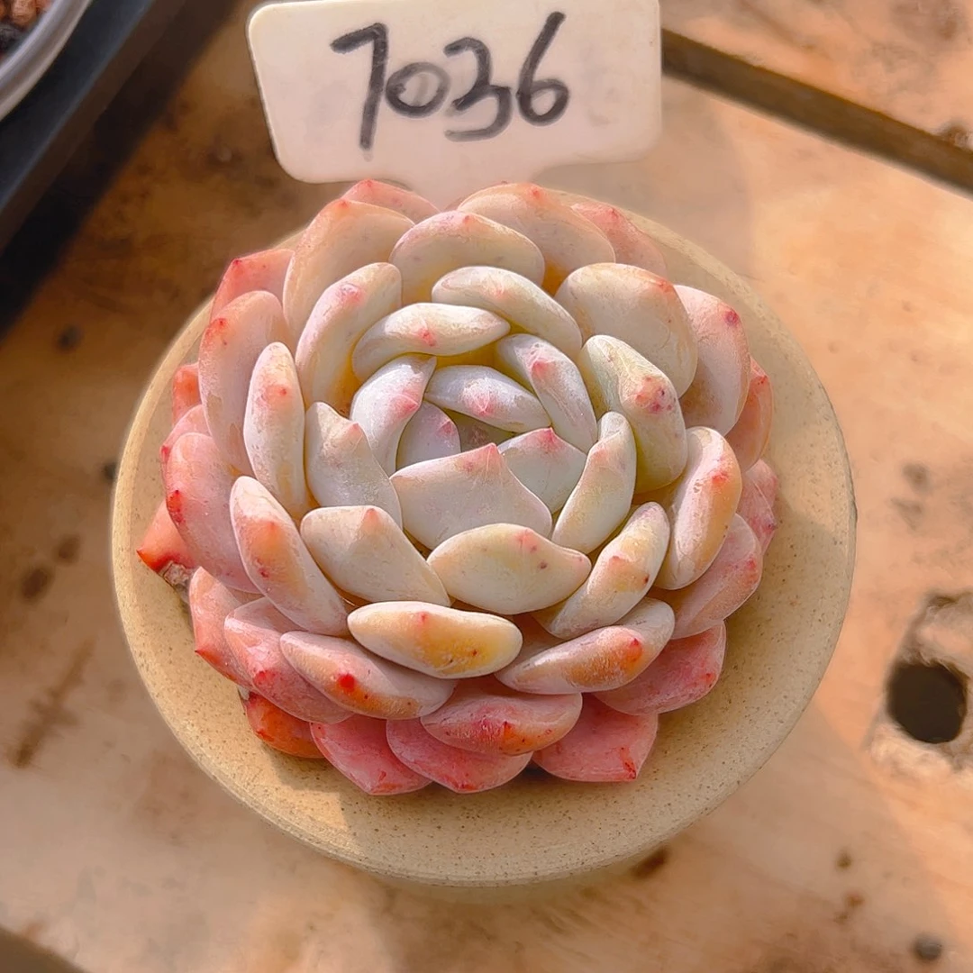 小**@橙梦露7038号一物一拍