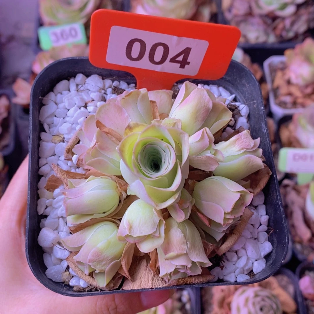 山地玫瑰一物一拍004