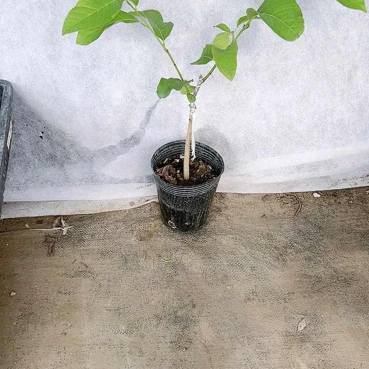 珍珠芭乐游**先1345566667