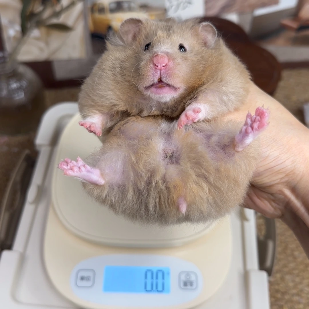 卷毛鸽灰妹妹173g6个月