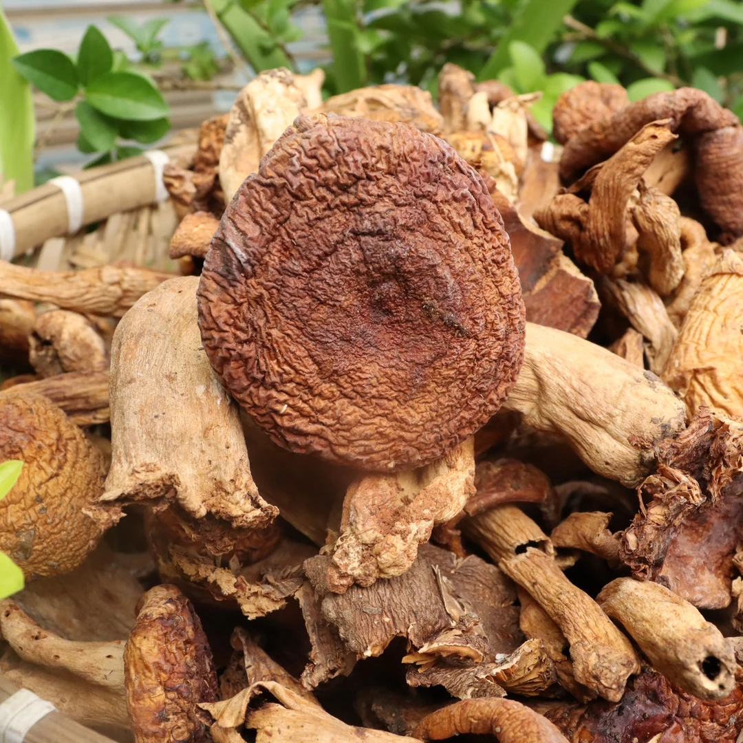 野生奶浆菌干货新货正宗野生山珍蘑菇菌干油菌菇类