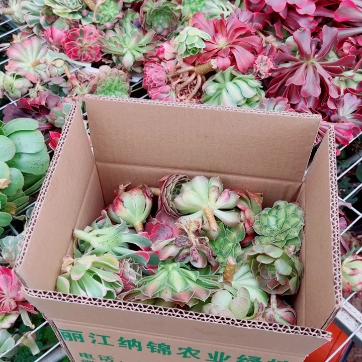 砍头苗一箱多肉法师