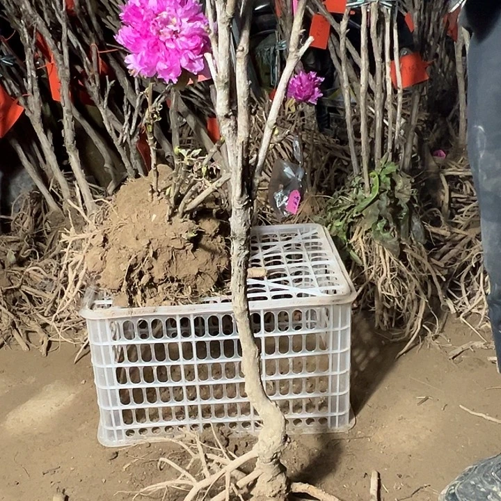 .***.完全开放芳纪大颗