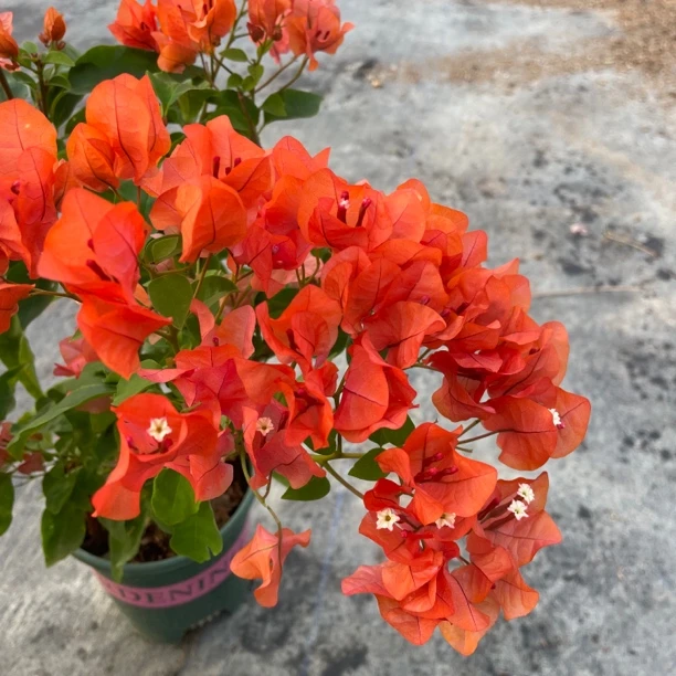 【阿奴娜】三角梅盆栽四季开花带花原盆阳台庭院植物喜阳耐晒爬藤