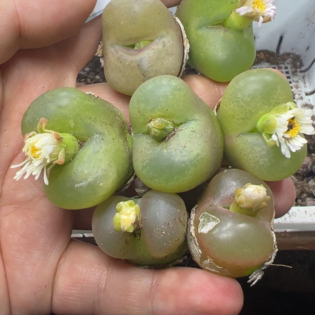 10-134肉锥多肉植物