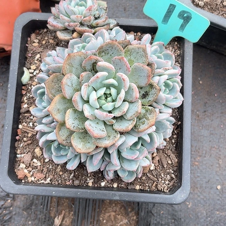 晨语多肉，一物一拍千山雪19