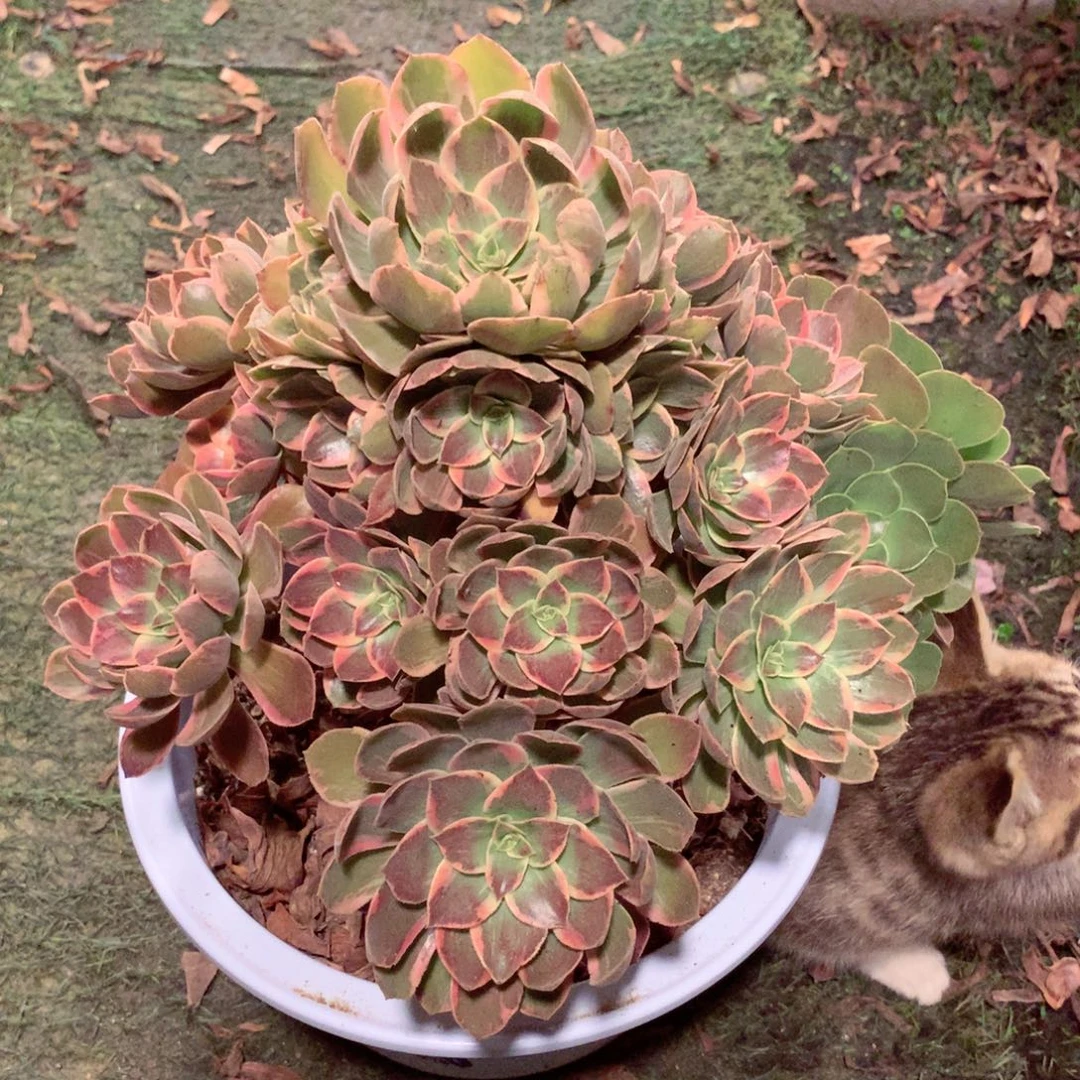 浣纱捧花,两颗包邮