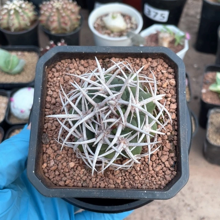 K***.386精控狂刺碧岩玉