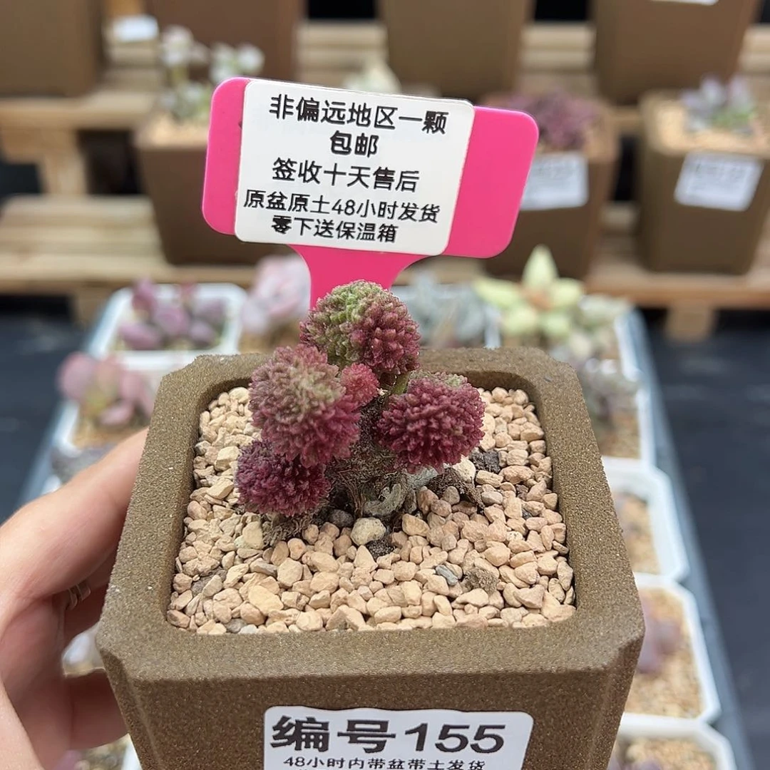 155红绣球多肉植物