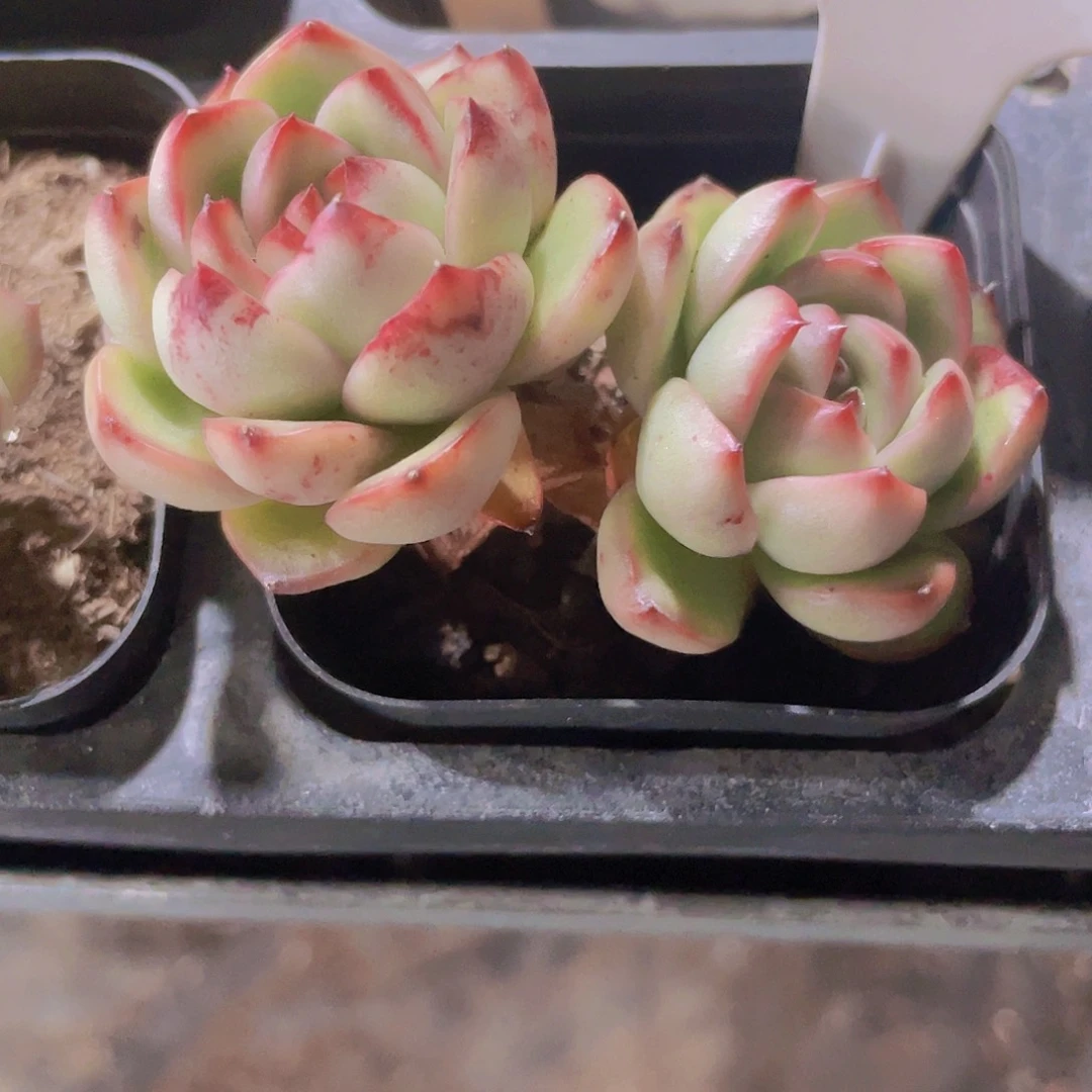 万宝龙w057一物一拍