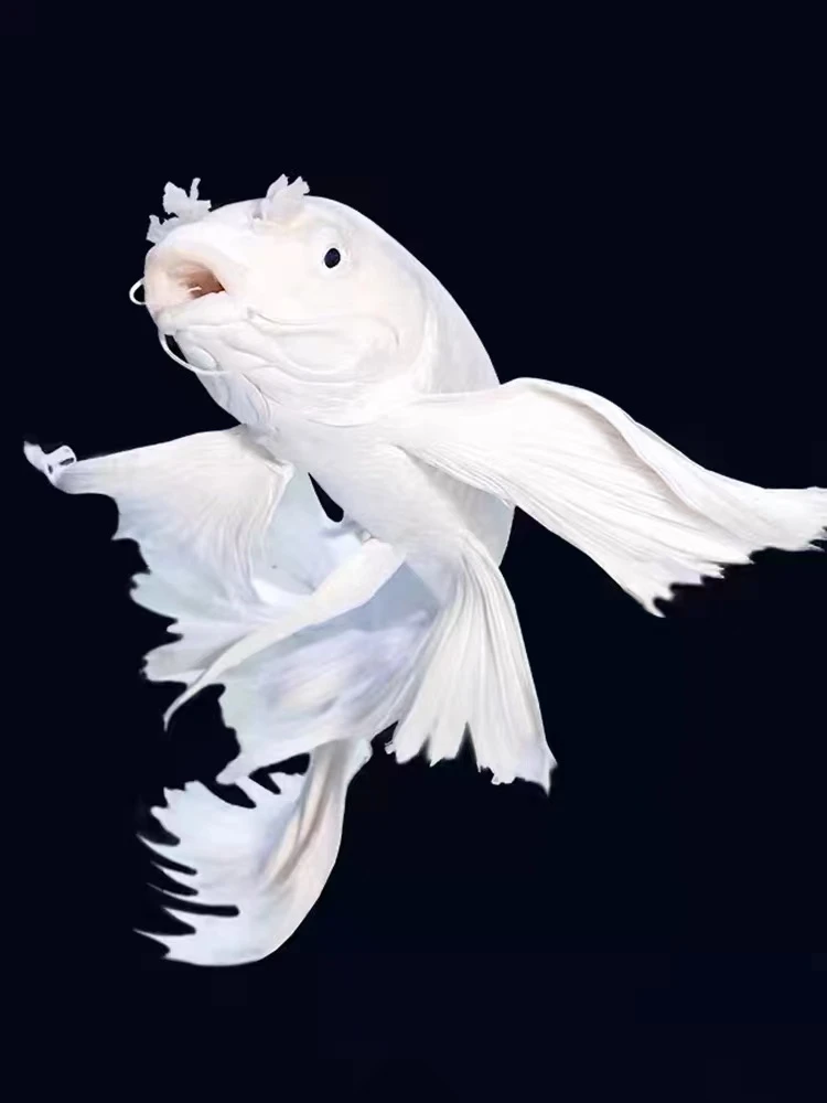 【宏泰渔场】精品蝴蝶鲤苗普身苗7-10厘米 顺丰包邮