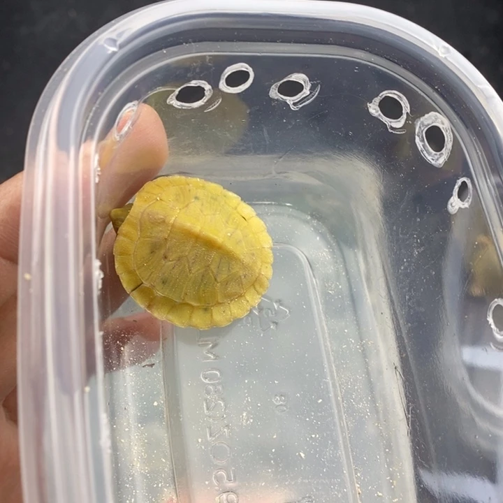 巴西翠龟母666666666