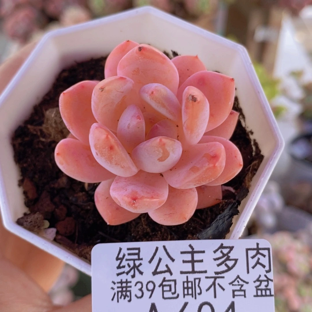 雪天使4cm604多肉植物