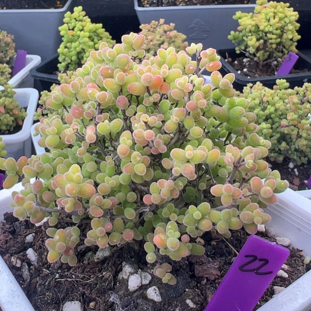 22号10cm盆蜜橘糖球