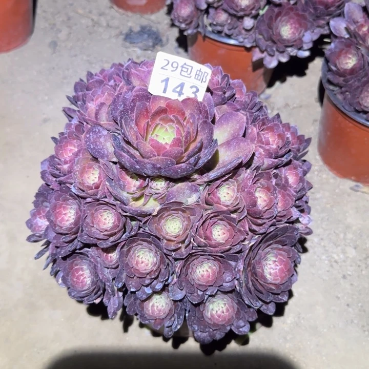 红魔……多肉植物的