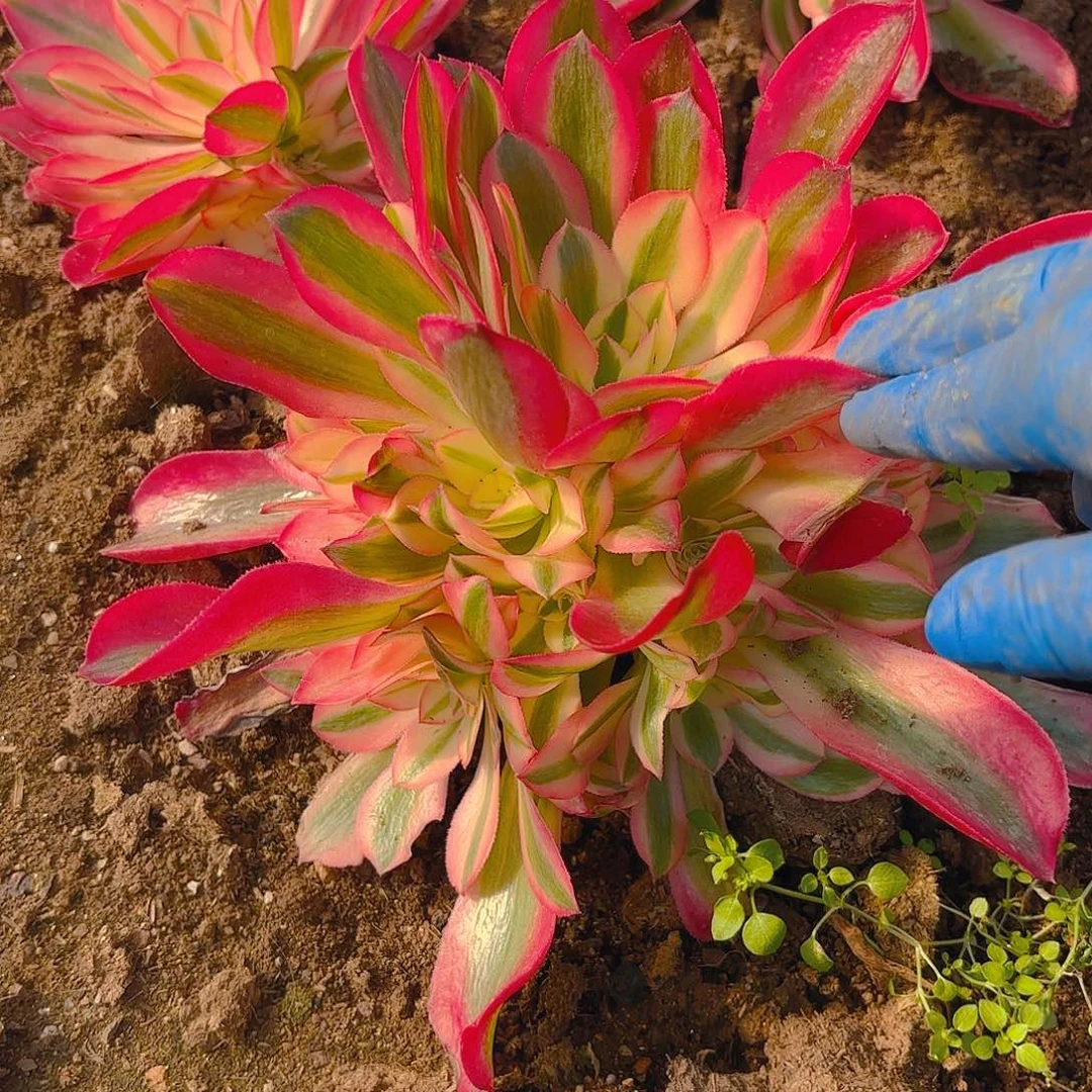 女巫手捧多肉植物