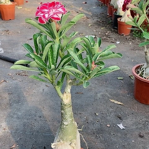 【闪购商品】无花朵快**湾