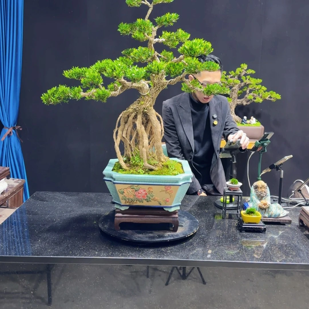 黄杨室内室外盆景艺术