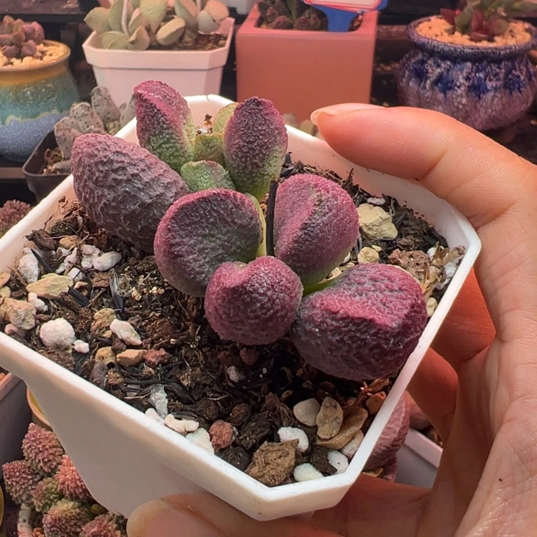 一物一拍，感谢支持