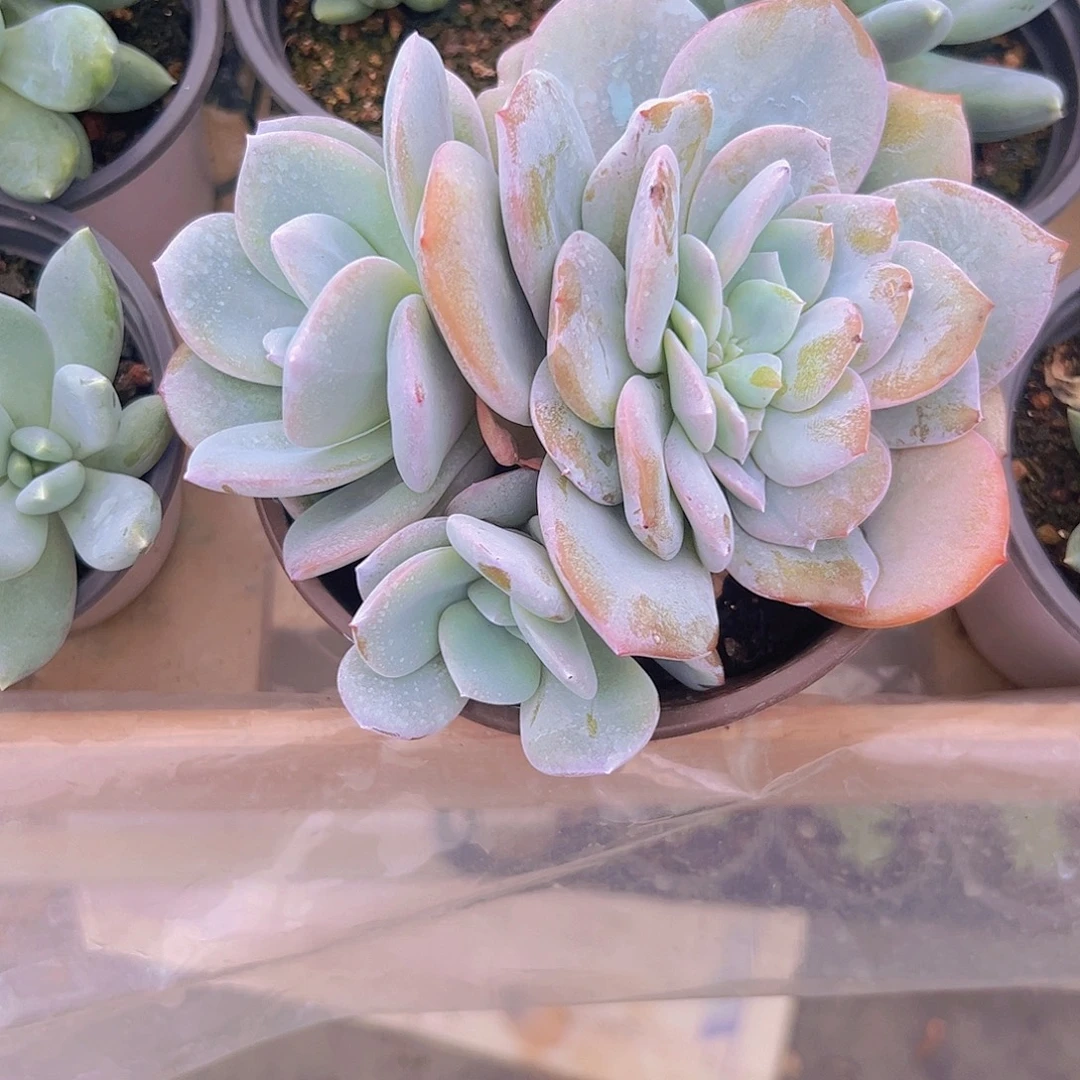 鱼***晚奶茶11111111111111