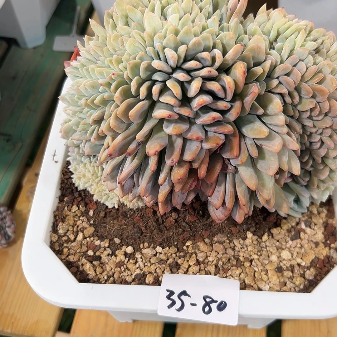 用****535-80橙子缀化多肉瑕疵