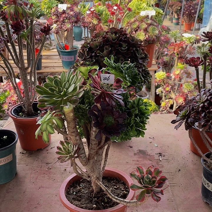 ?****?架接法师一个206号