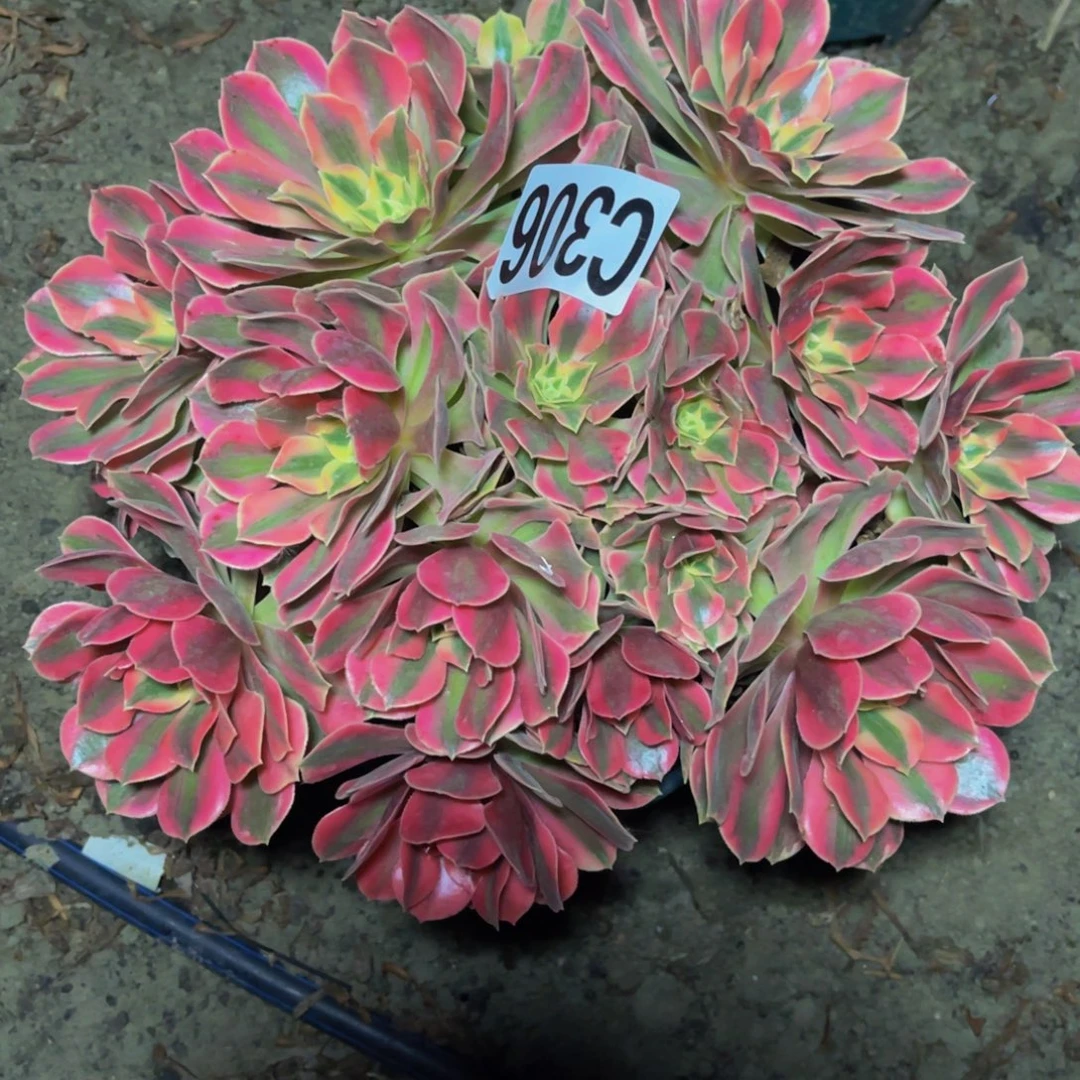 女妖法师16/////26包邮