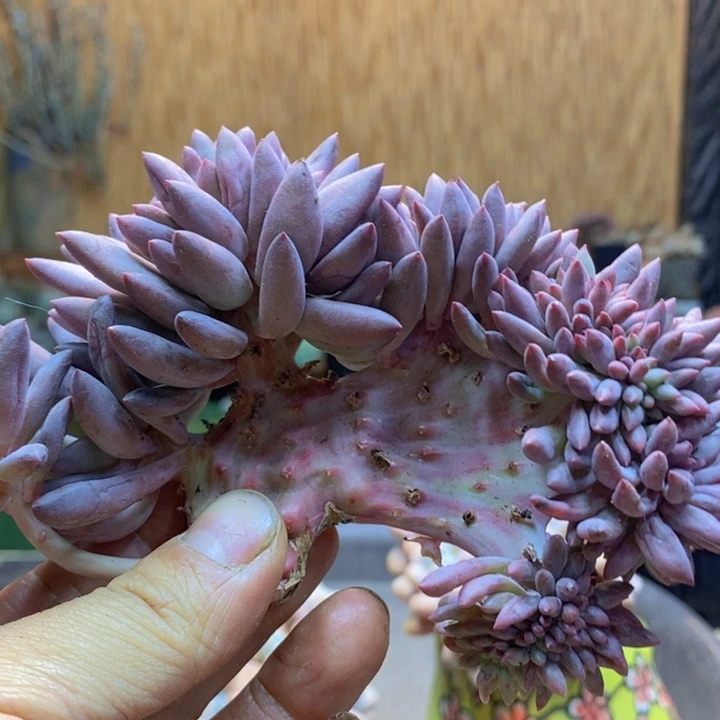 雁***声282号虞美人多肉植物