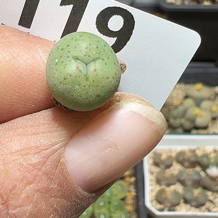 119号少将多肉植物