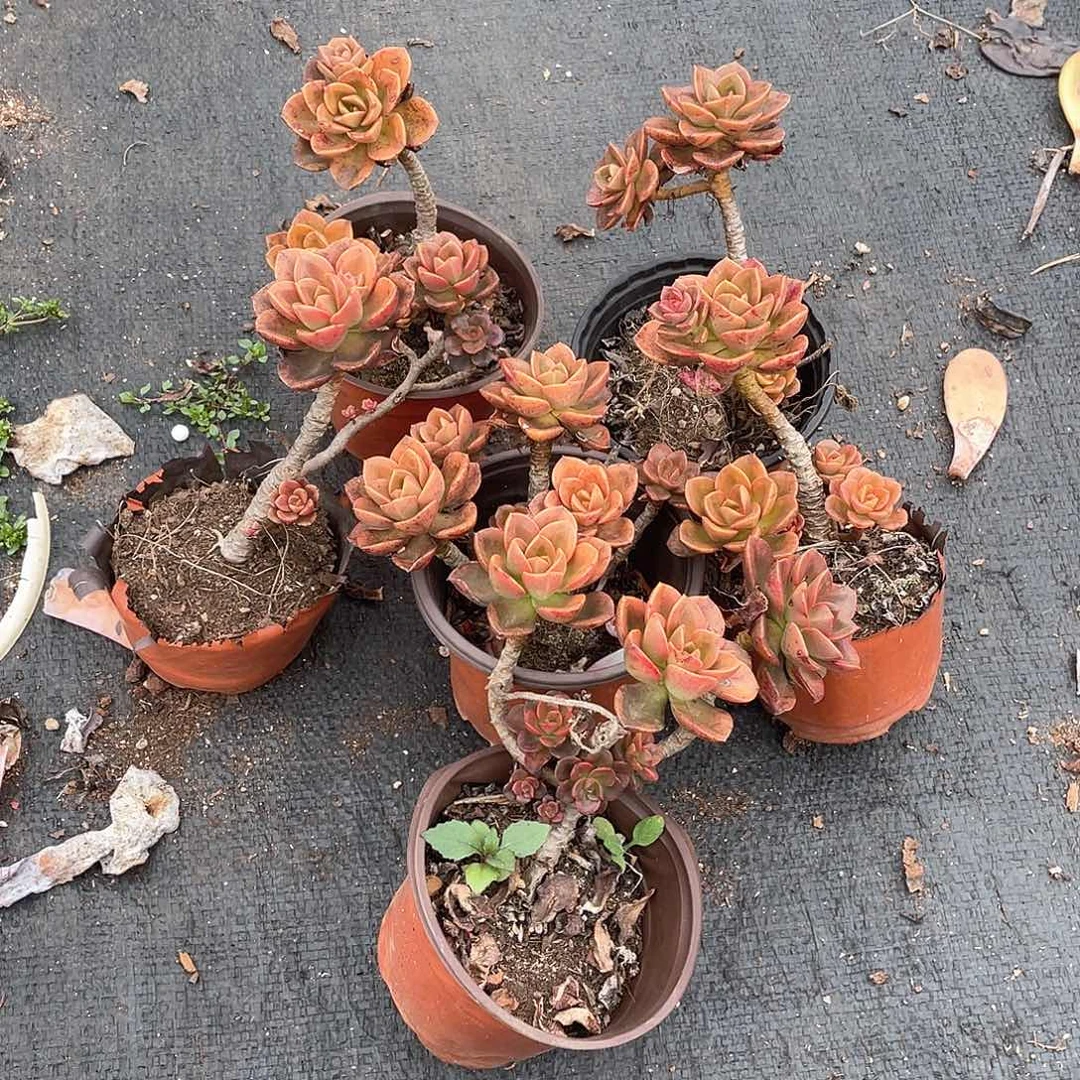 巧克力6颗9.9米  量拍多肉