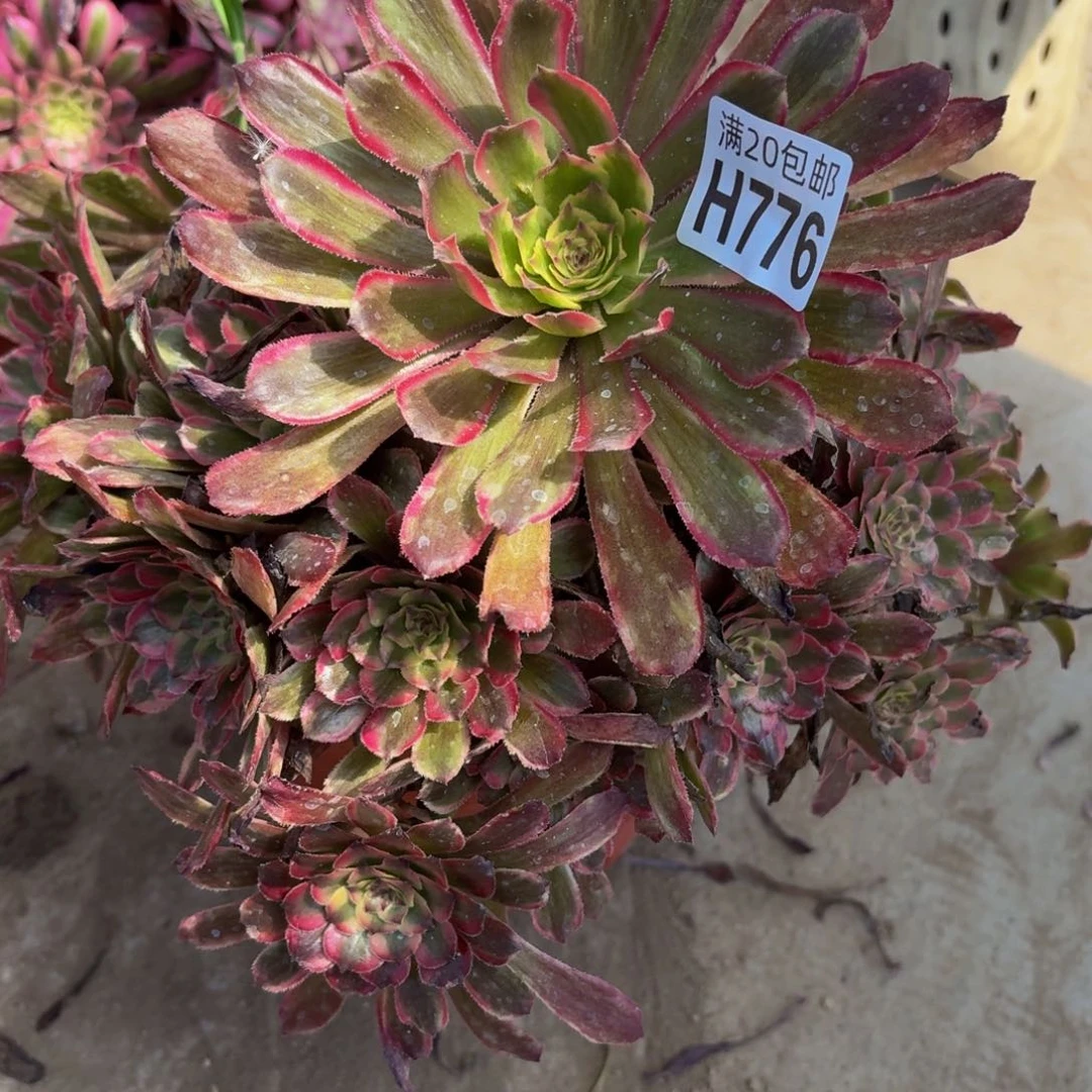 无花朵776多肉植物捧花