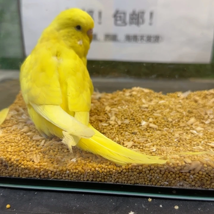 虎皮鹦鹉大头虎皮鹦鹉