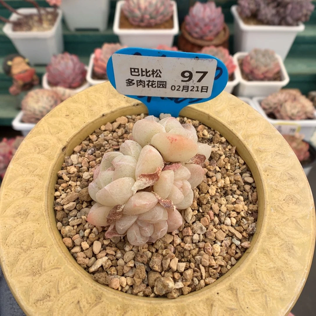 97四头白底冰玉多肉