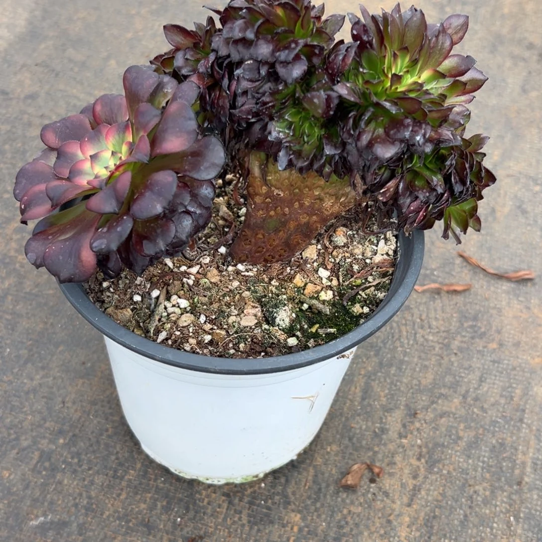 美肌老桩厚板龙头