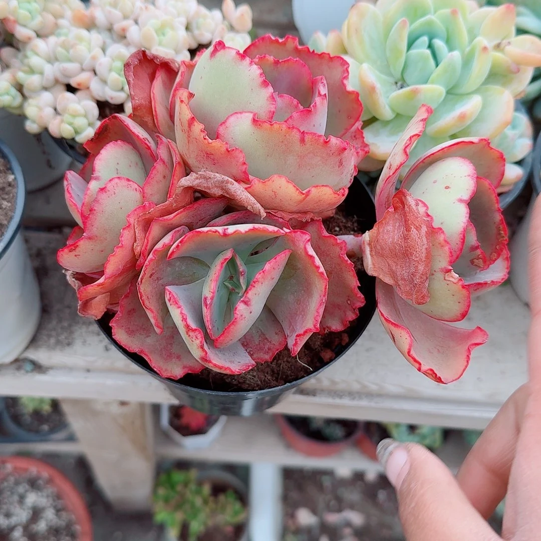 女王华丽群生多肉