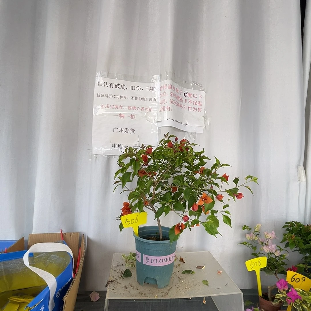 当前无花栽培后可以开花506热火桑巴盆苗
