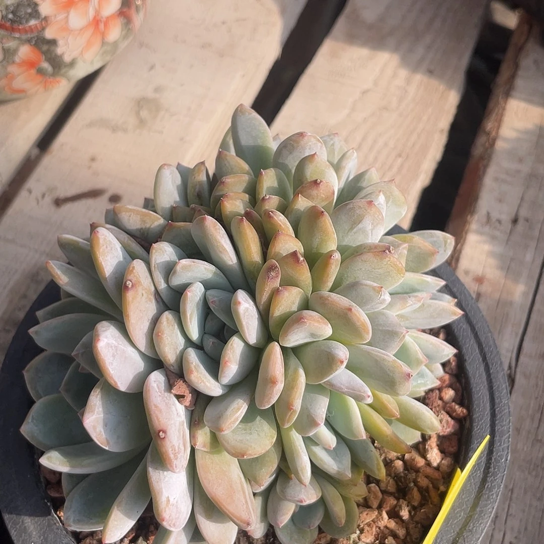 石榴子星影群生多肉