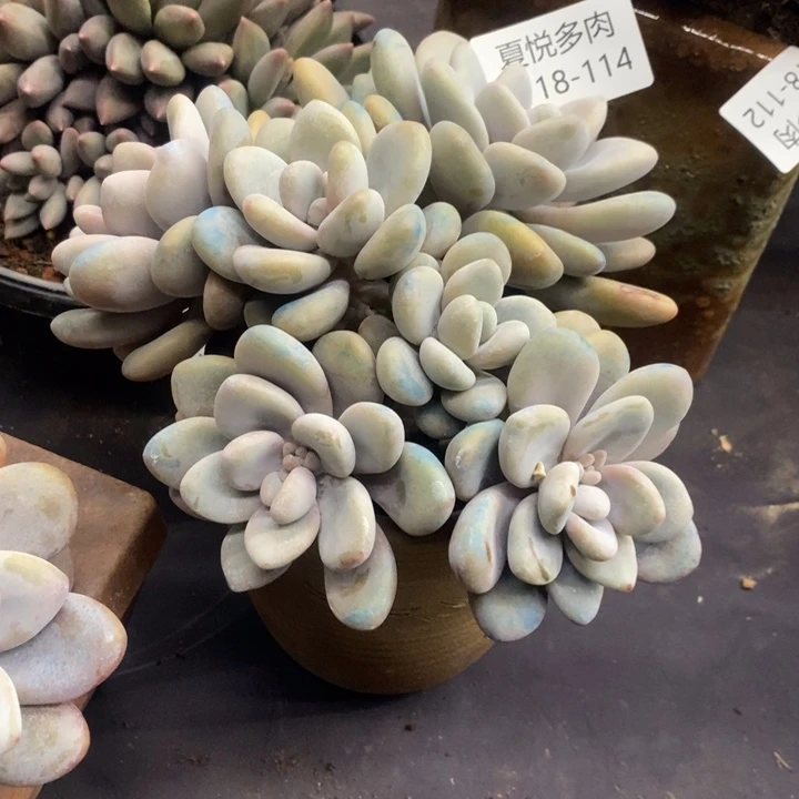 p****b夏悦多肉0118-114粉兔