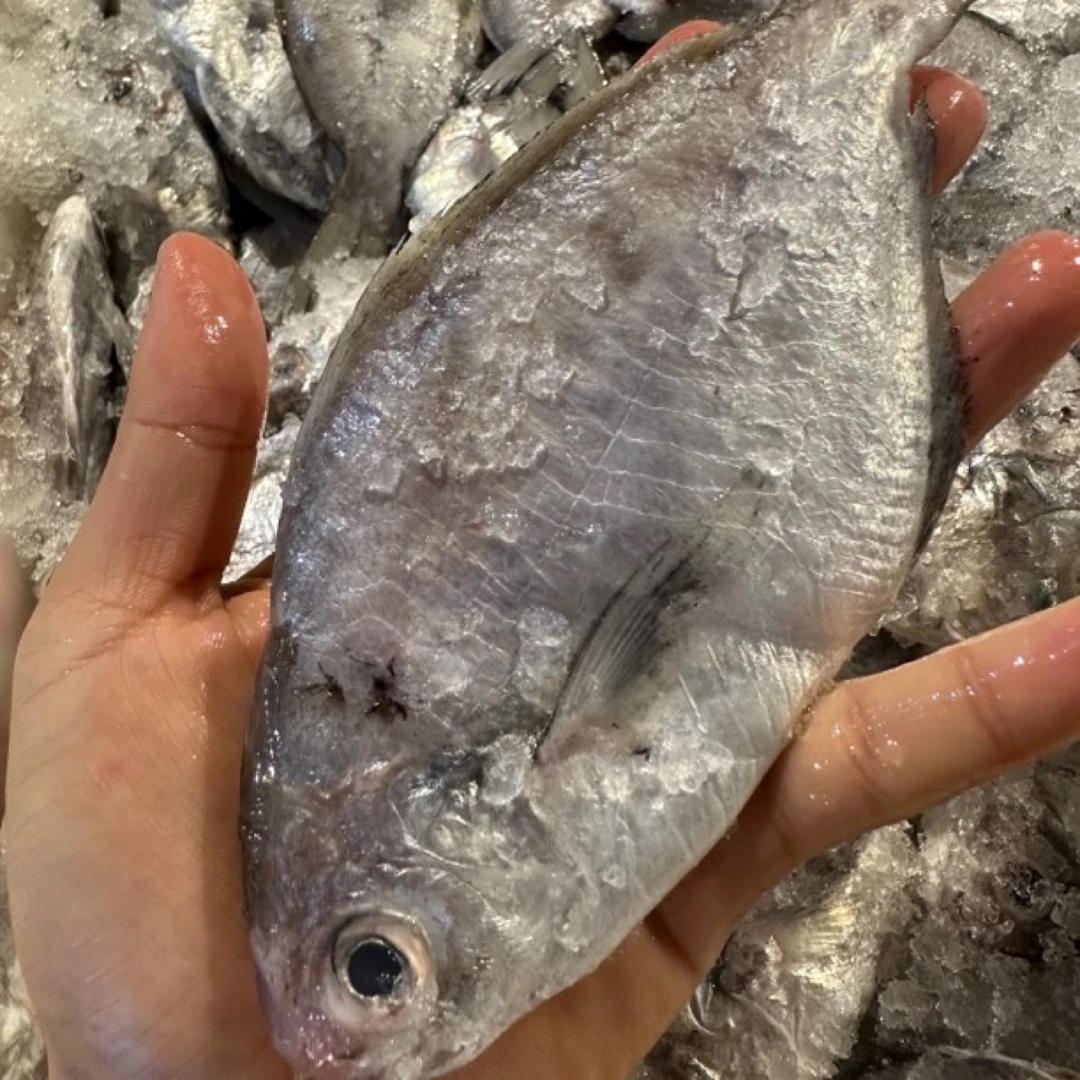 广东湛江 野生南鲳鱼 肉鲳鱼4斤