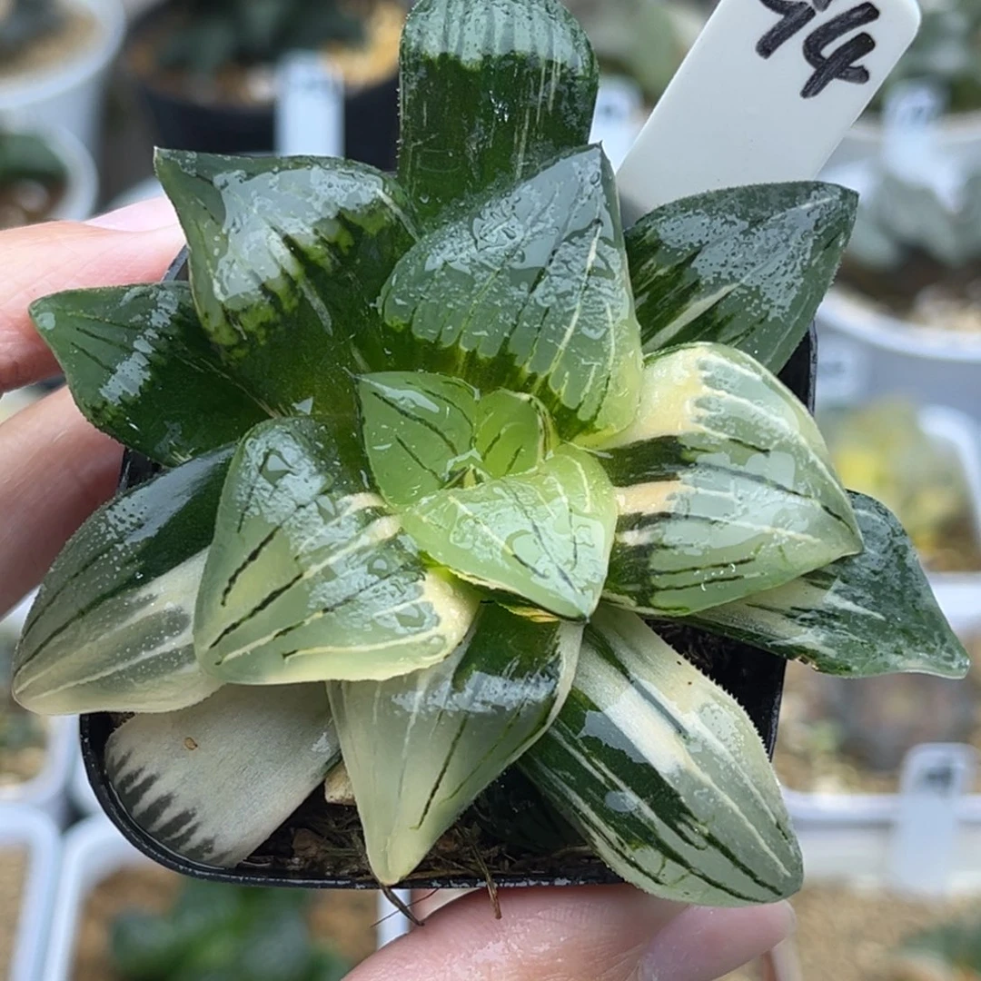 94红纹寿锦福利专场