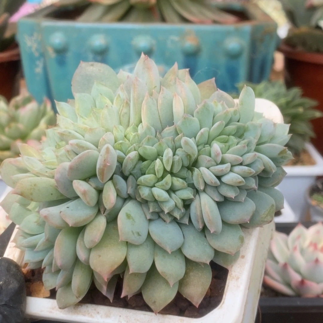 141不知道名字普货