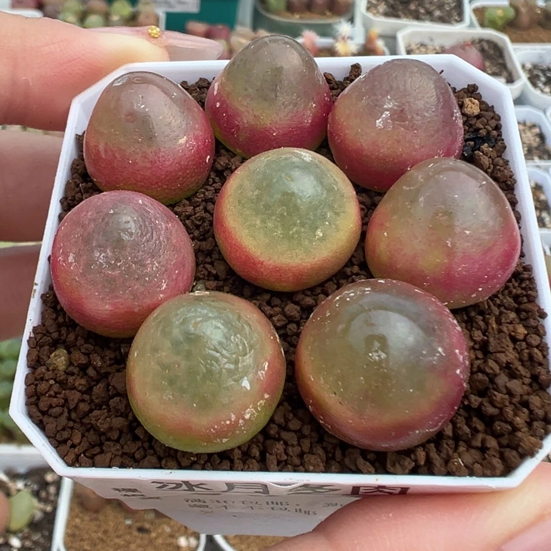 084八颗灯泡裸根发货