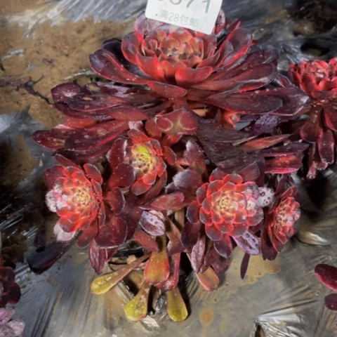 火烧云发肉多肉5071