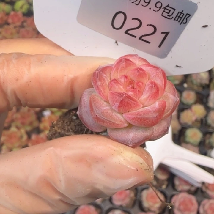 221  糖心琥珀  精  控